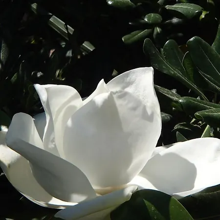 Hotel Sole E Mare Saint-Florent (Corsica)